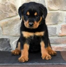 Rottweiler Puppy for Sale