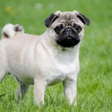 Pug Puppy for Sale