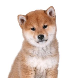 Shiba Inu Puppy for Sale