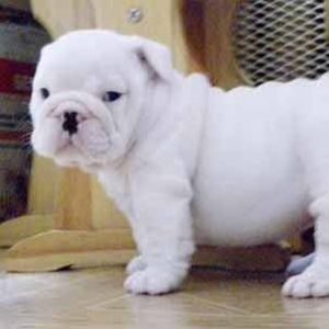 English Bulldog Puppy for Sale