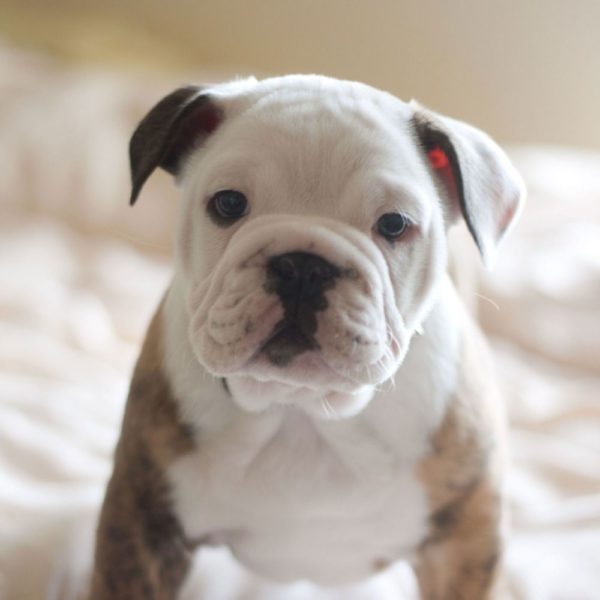 English Bulldog Puppy for Sale