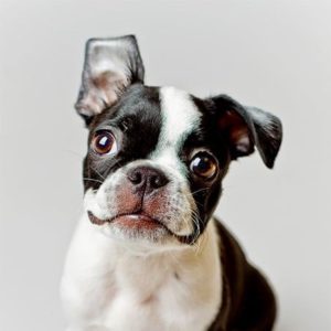 Boston Terrier Puppy for Sale