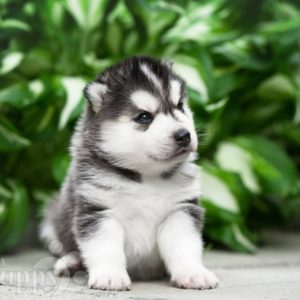 Siberian Husky Puppy for Sale