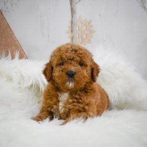 Dachshund Puppy for Sale