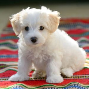 Maltese Puppy for Sale