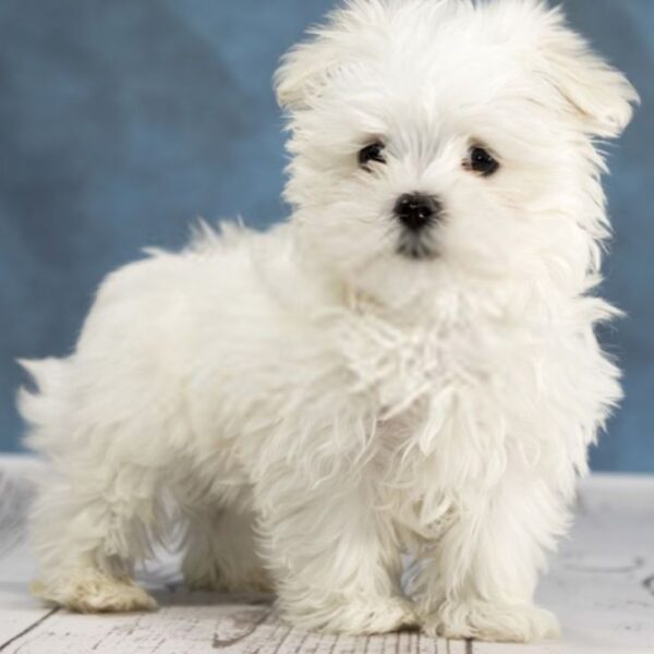 Maltese Puppy for Sale