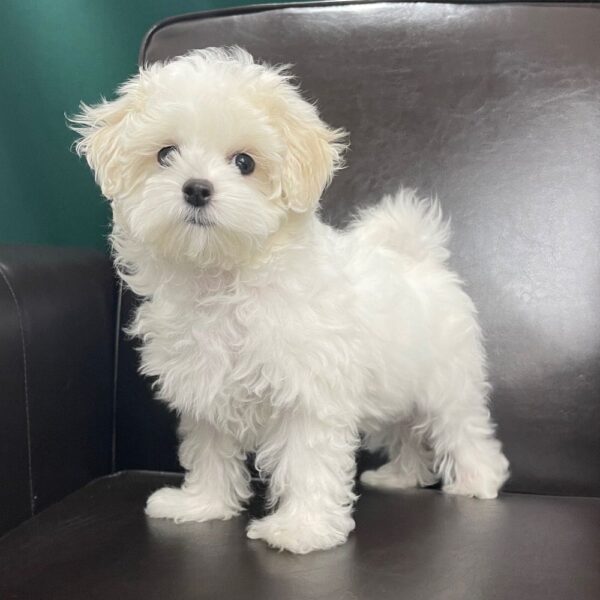 Maltese Puppy for Sale