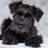 Miniature Schnauzer Puppy for Sale