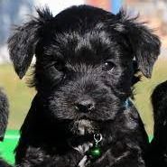 Miniature Schnauzer Puppy for Sale