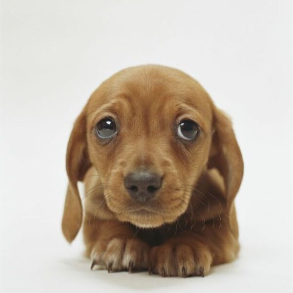 Dachshund Puppy for Sale