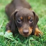 Dachshund Puppy for Sale