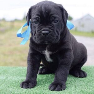 Cane Corso Puppy for Sale