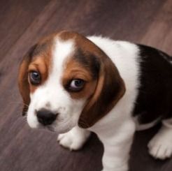 Beagle Puppy for Sale