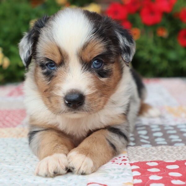 Miniature Schnauzer Puppy for Sale