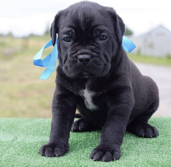 Miniature Schnauzer Puppy for Sale