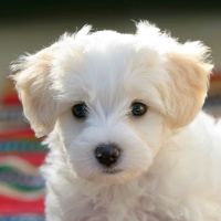 Maltese Puppy for Sale