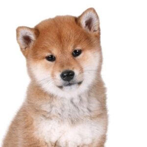 Shiba Inu Puppy for Sale