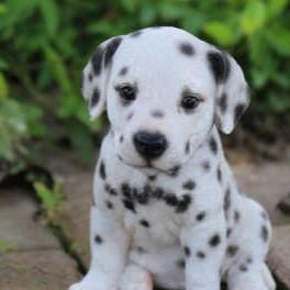 Dalmatian Puppy for Sale