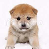 Shiba Inu Puppy for Sale