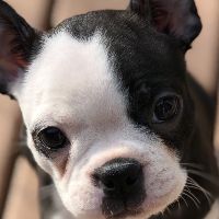 Boston Terrier Puppy for Sale