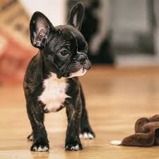 French Bulldog Puppy for Sale