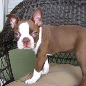 Boston Terrier Puppy for Sale