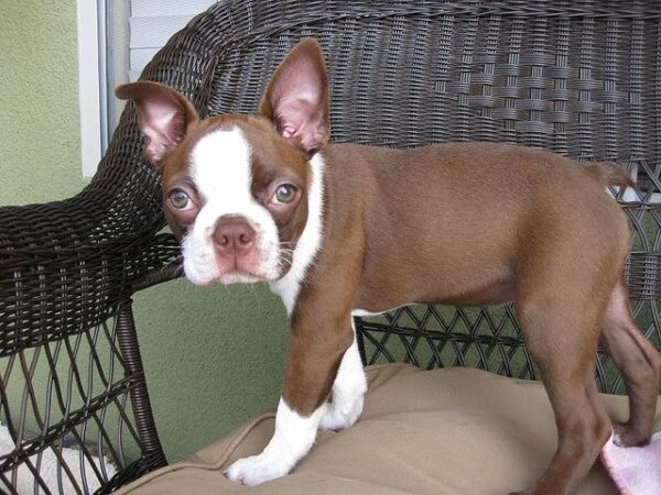 Boston Terrier Puppy for Sale