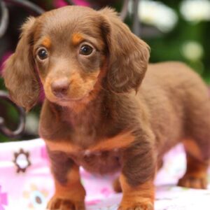 Dachshund Puppy for Sale