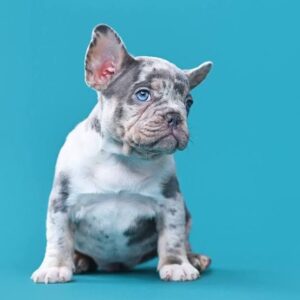 French Bulldog Puppy for Sale