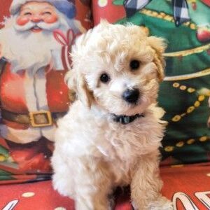 Miniature Poodle Puppy for Sale