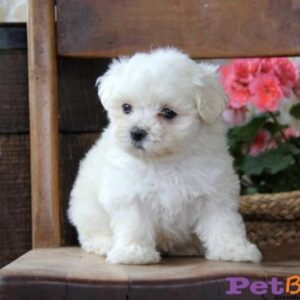 Maltese Puppy for Sale