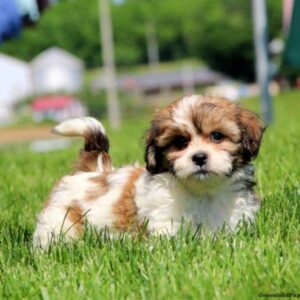 Teddy Bear (shih-tzu X Bichon Frise) Puppy for Sale