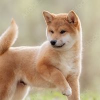 Shiba Inu Puppy for Sale
