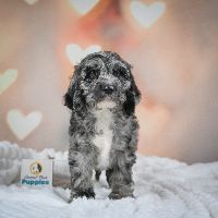 Miniature Poodle Puppy for Sale