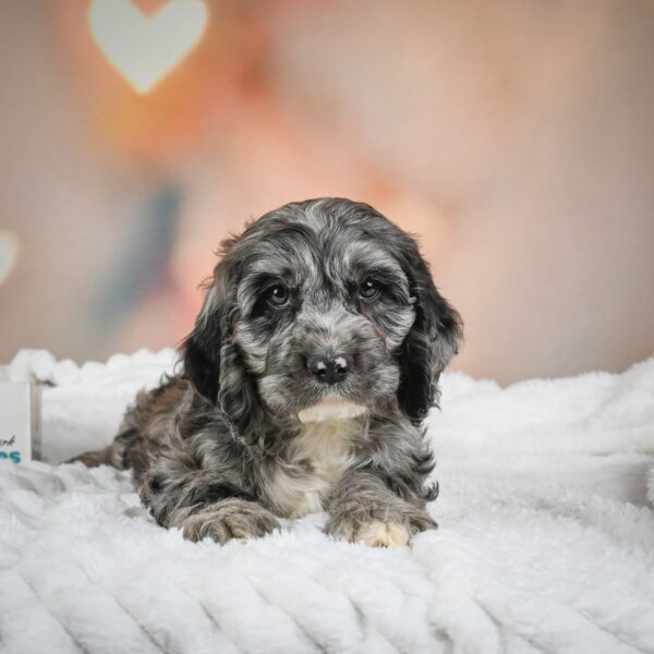 Miniature Poodle Puppy for Sale