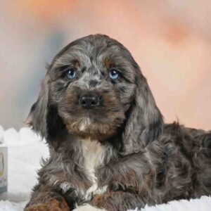 Maltese Puppy for Sale