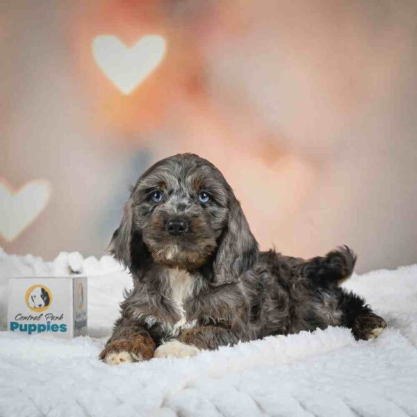Maltese Puppy for Sale