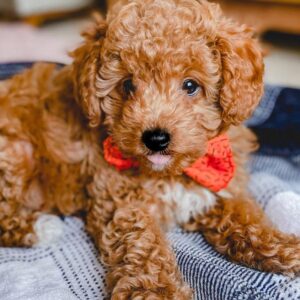 Miniature Poodle Puppy for Sale
