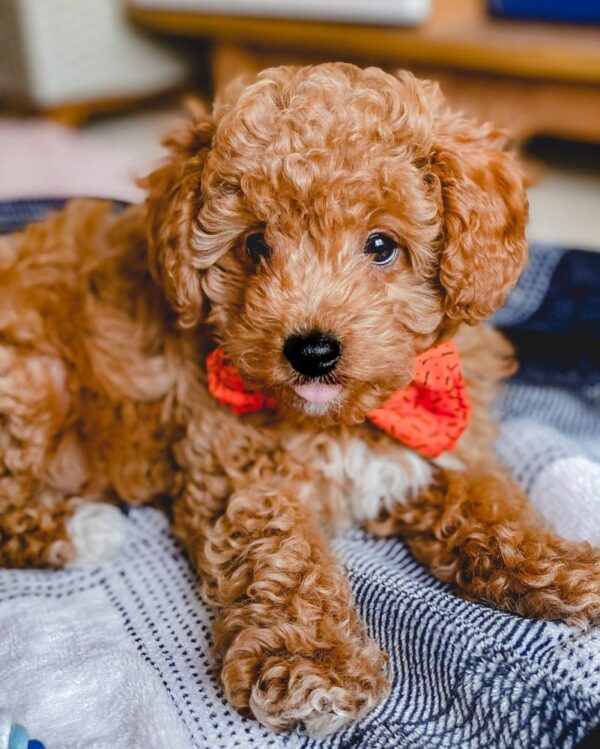 Miniature Poodle Puppy for Sale
