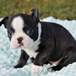 Boston Terrier Puppy for Sale