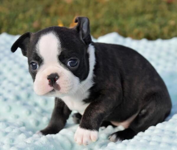 Boston Terrier Puppy for Sale