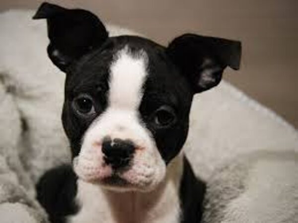 Boston Terrier Puppy for Sale