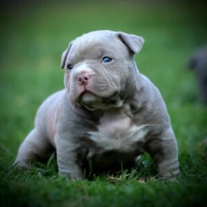 Maltese Puppy for Sale
