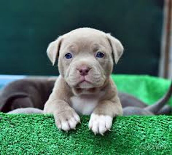 Maltese Puppy for Sale
