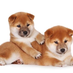 Shiba Inu Puppy for Sale
