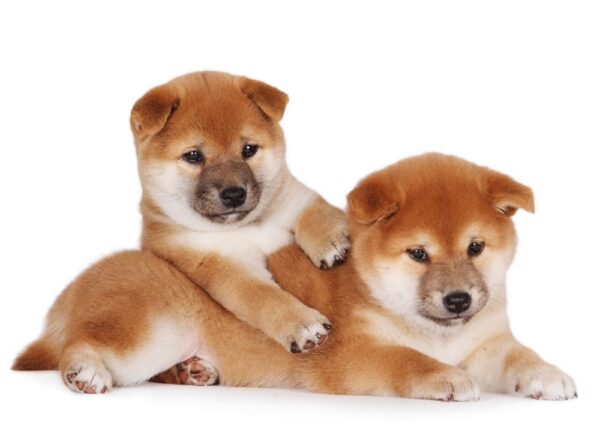Shiba Inu Puppy for Sale