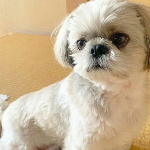 Shih Tzu Puppy for Sale