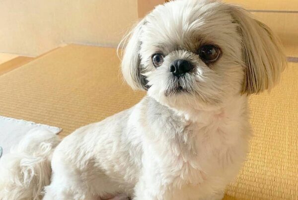 Shih Tzu Puppy for Sale