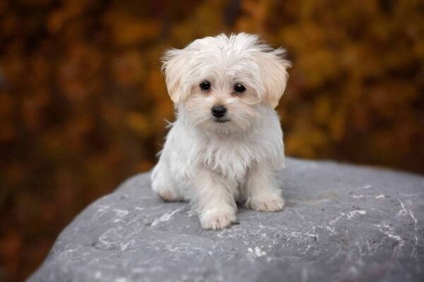 Shih Tzu Puppy for Sale