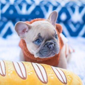 French Bulldog Puppy for Sale